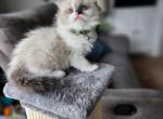 Taquito - Ragdoll Cat For Sale - Attica, MI, US