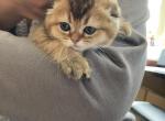 Rosie - Scottish Fold Cat For Sale - Houston, TX, US