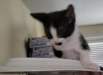 Oreo - Domestic Cat For Sale - Bronx, NY, US