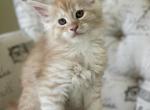 Eddy - Maine Coon Cat For Sale - Rocklin, CA, US