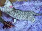 Gorgeous silver Bengal girl - Bengal Cat For Sale - Norwalk, OH, US