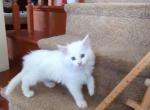 Moonlight - Maine Coon Cat For Sale - Fredericksburg, PA, US