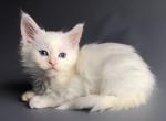 Qyufi - Maine Coon Cat For Sale - Norwalk, CT, US