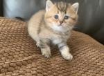 Misha - Scottish Fold Cat For Sale - Philadelphia, PA, US