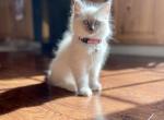 Kitten Pink - Ragdoll Cat For Sale - New Milford, PA, US