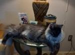 Sliver shaded Black smoke Mainecoons - Maine Coon Cat For Sale - OH, US