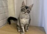 Leo - Maine Coon Cat For Sale - NY, US