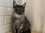 Ash - Maine Coon Cat For Sale - NY, US