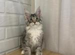 Ollie - Maine Coon Cat For Sale - NY, US