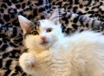 PRECIOUS - Norwegian Forest Cat For Sale - WI, US
