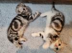 Marble silver litter - Scottish Fold Cat For Sale - Philadelphia, PA, US