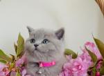 Kittens - British Shorthair Cat For Sale - Philadelphia, PA, US