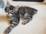 Siberian kittens - Siberian Cat For Sale - Rosemount, MN, US