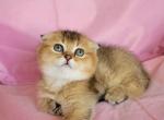 Pearl - Scottish Fold Cat For Sale - New York, NY, US