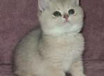 Wiliiam - British Shorthair Cat For Sale - NY, US