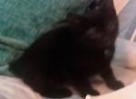 Miss Sammie Snow - Manx Cat For Sale - New Bern, NC, US
