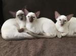 Summer's kittens - Siamese Kitten For Sale - Banning, CA, US