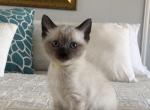 Seal Male aka Yellow - Siamese Cat For Sale - New York, NY, US