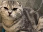 Bella marbled folded girl - Scottish Fold Cat For Sale - Fort Wayne, IN, US