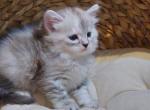 Cherry - Siberian Cat For Sale - Somerset, NJ, US