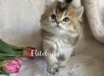 British golden shaded kitten - British Shorthair Cat For Sale - Thornton, CO, US