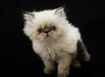 Beautiful Colorpoint Persian Kittens - Persian Cat For Sale - Las Vegas, NV, US