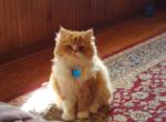 Feebee & baby's  available - Persian Cat For Sale - Kansas City, KS, US