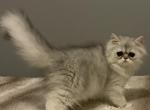 Jean Claude - Persian Cat For Sale - Nashville, TN, US