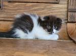 Black and white Scottish Fold Male - Scottish Fold Cat For Sale - Mokelumne Hill, CA, US