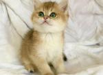 Tom - British Shorthair Cat For Sale - Brooklyn, NY, US