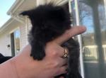 Black Smoke Kittens - Maine Coon Cat For Sale - Jordanville, NY, US