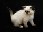 Charlene - Persian Cat For Sale - Las Vegas, NV, US