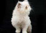 Gigolo Jr - Persian Cat For Sale - Las Vegas, NV, US