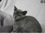 Almond Candy - Burmese Cat For Sale - ID, US