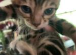 Ares - Bengal Cat For Sale - PA, US