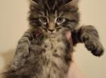 Black and Silver Male Tabby Maine Coon - Maine Coon Cat For Sale - Cumming, GA, US