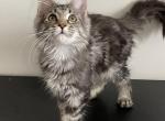 Lucy Reserved - Maine Coon Cat For Sale - Union City, NJ, US