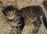 Black and Silver Female Tabby Maine Coon - Maine Coon Cat For Sale - Cumming, GA, US