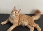 Senator Reserved - Maine Coon Cat For Sale - Union City, NJ, US