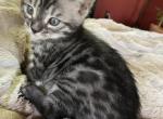 Precious - Bengal Cat For Sale - PA, US