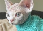 Enzo - Devon Rex Cat For Sale - Philadelphia, PA, US