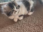 LITTLE AURORA - Munchkin Cat For Sale - Brookings, OR, US