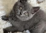 Edgar - British Shorthair Cat For Sale - Nashville, TN, US