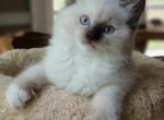 Seal point mitted - Ragdoll Cat For Sale - Farmville, VA, US