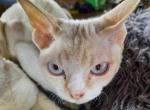 Poppy - Devon Rex Cat For Sale - Stanford, MT, US