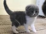 Blue Grey & White Baby Boy - Scottish Fold Cat For Sale - Jobstown, NJ, US