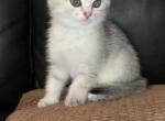 Roy - Scottish Fold Cat For Sale - Philadelphia, PA, US