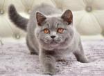 Vanessa 2 - British Shorthair Cat For Sale - NY, US