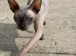 Aisha - Sphynx Cat For Sale - Millstone, NJ, US