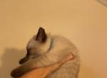 Light blue collar - Siamese Cat For Sale - Inglis, FL, US